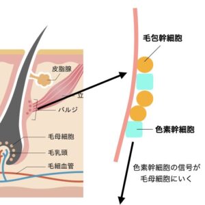 barujiryouiki