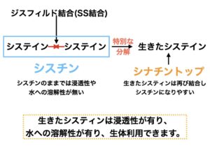 シナチントップ 結合